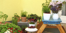 Container Gardening - Feature