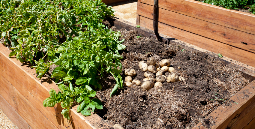 How to Build a Raised Bed Garden - Feature
